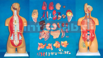 HUMAN UNISEX TORSO MODEL (44 PCS)